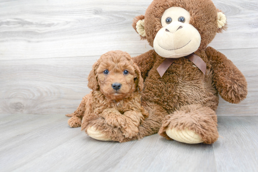 Cavapoo Pup Being Cute