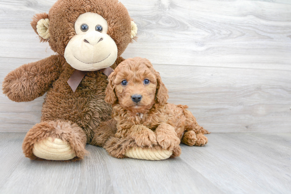 Best Cavapoo Baby