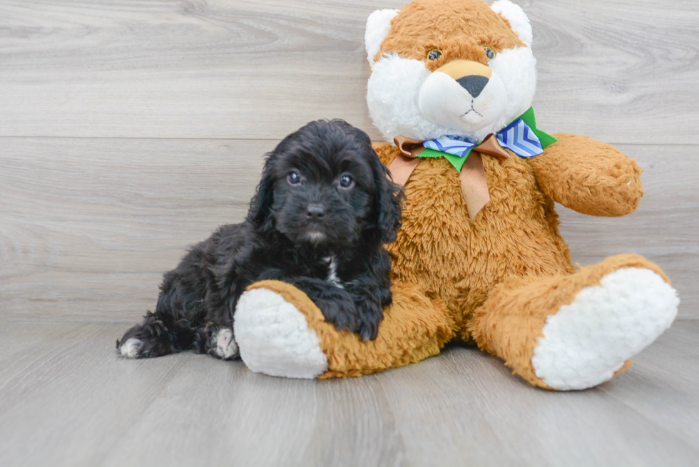 Friendly Cavapoo Baby