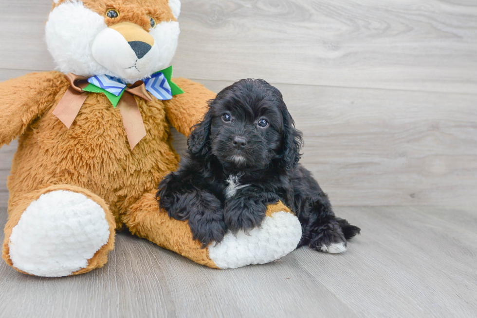 Happy Cavapoo Baby