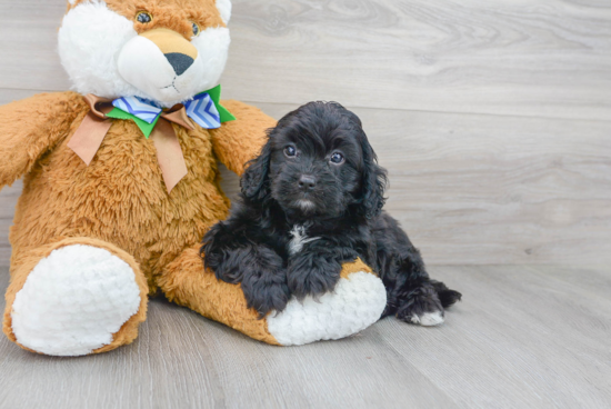 Happy Cavapoo Baby