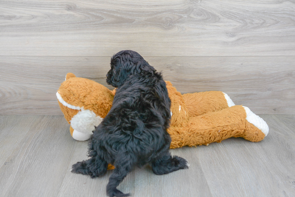 Adorable Cavoodle Poodle Mix Puppy