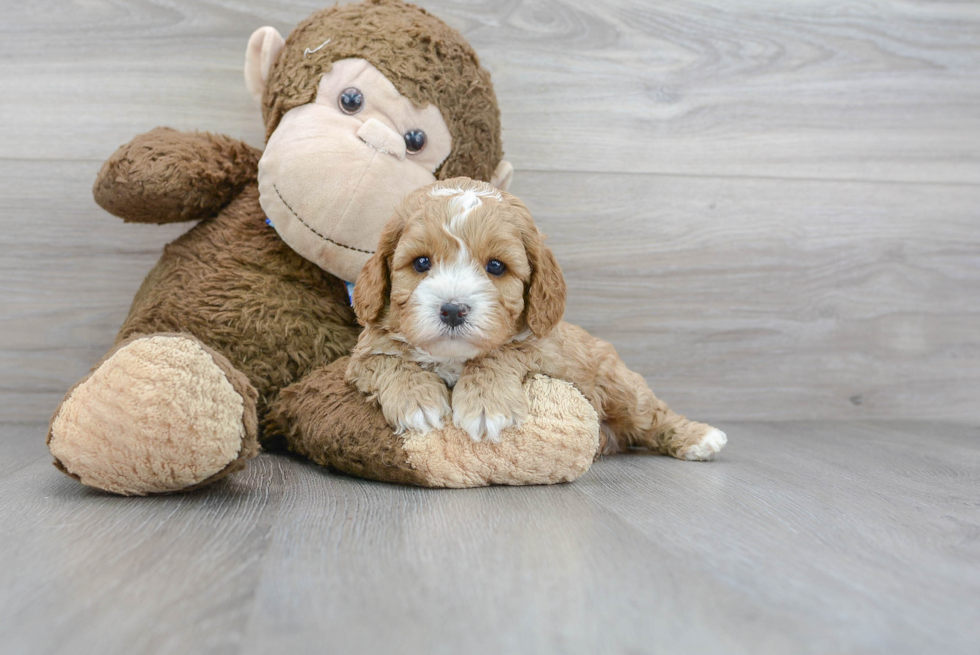 Cavapoo Puppy for Adoption