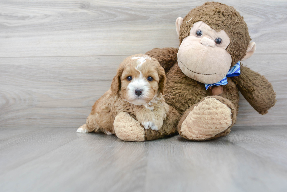 Cavapoo Puppy for Adoption