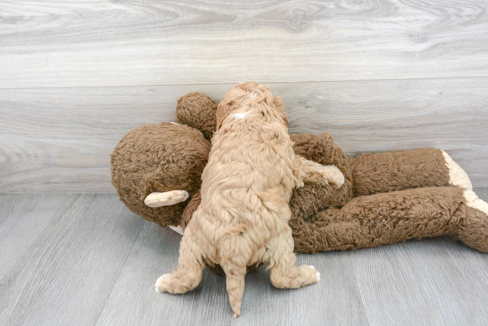 Playful Cavoodle Poodle Mix Puppy