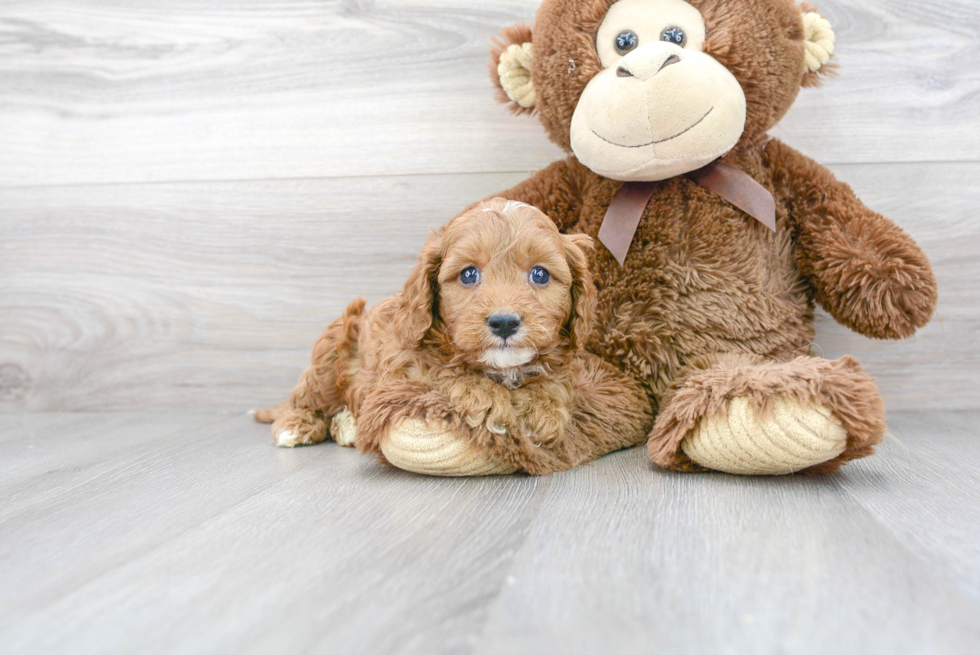 Cavapoo Pup Being Cute