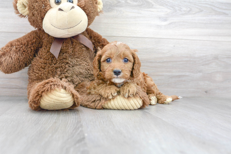 Cavapoo Puppy for Adoption