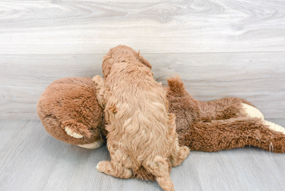 Playful Cavoodle Poodle Mix Puppy