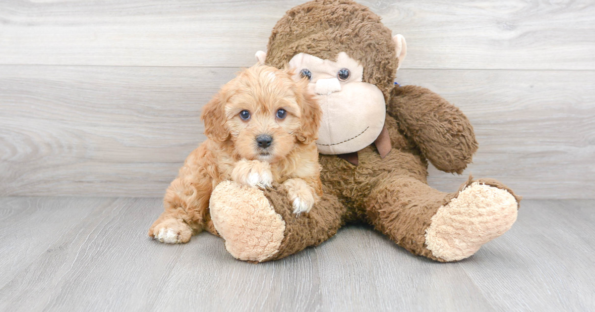 Fluffy Cavapoo Garth: 4lb 2oz Doodle Puppy