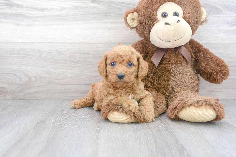 Popular Cavapoo Poodle Mix Pup