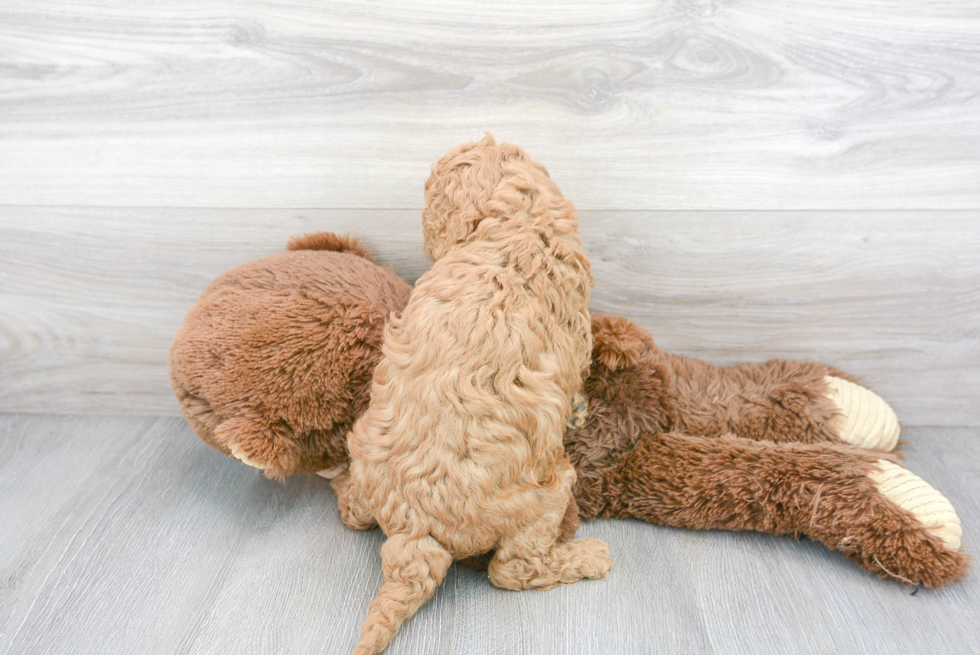 Adorable Cavoodle Poodle Mix Puppy