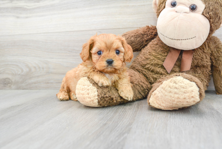 Happy Cavapoo Baby