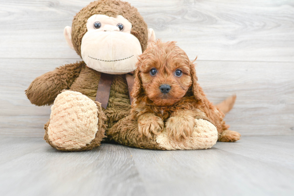 Small Cavapoo Baby