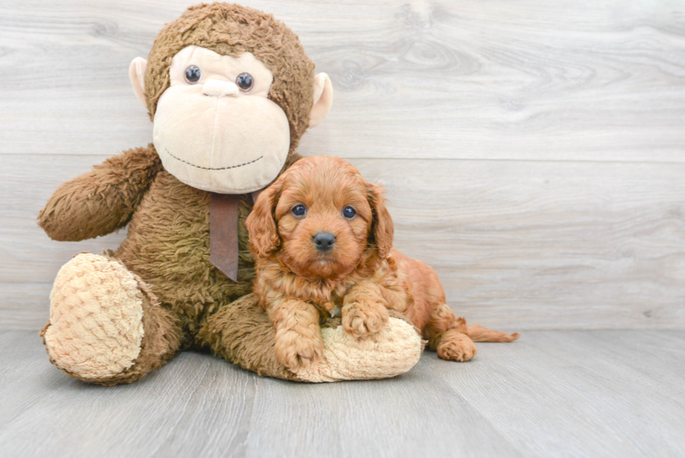 Cavapoo Pup Being Cute