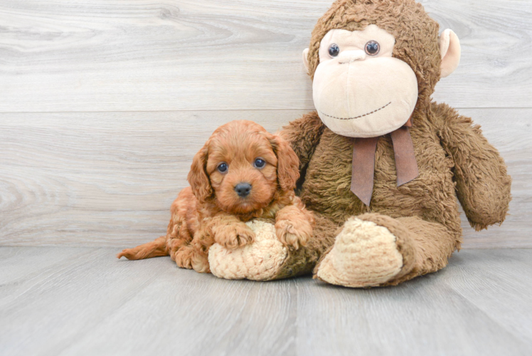 Petite Cavapoo Poodle Mix Pup