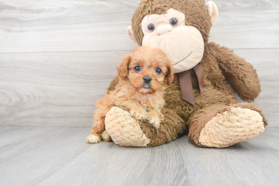 Best Cavapoo Baby