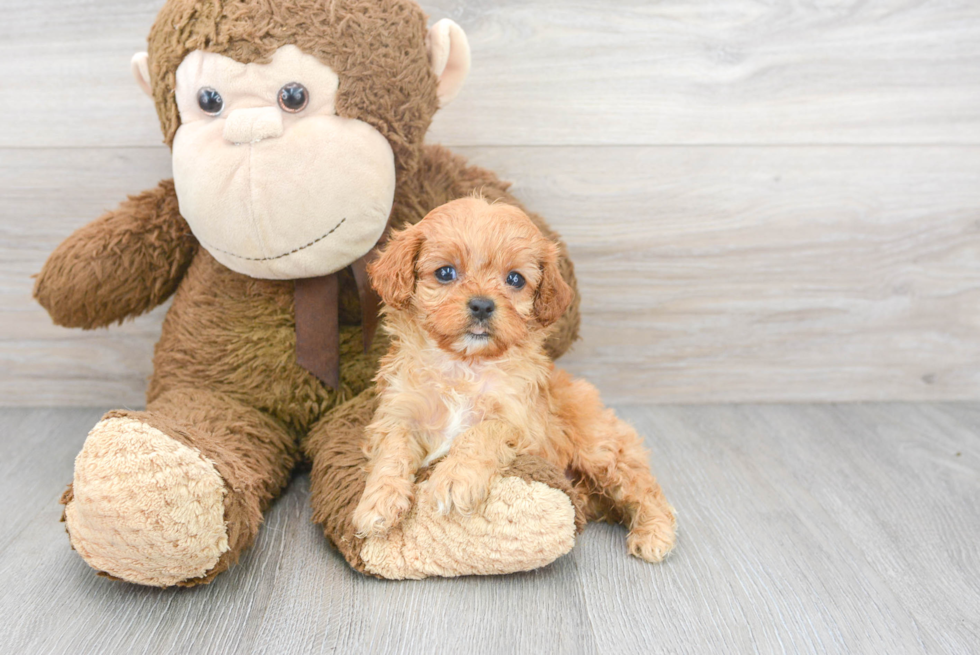 Cute Cavapoo Baby