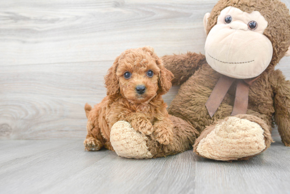 Cute Cavapoo Baby