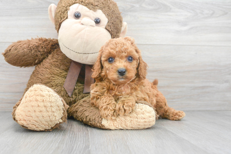 Cavapoo Pup Being Cute