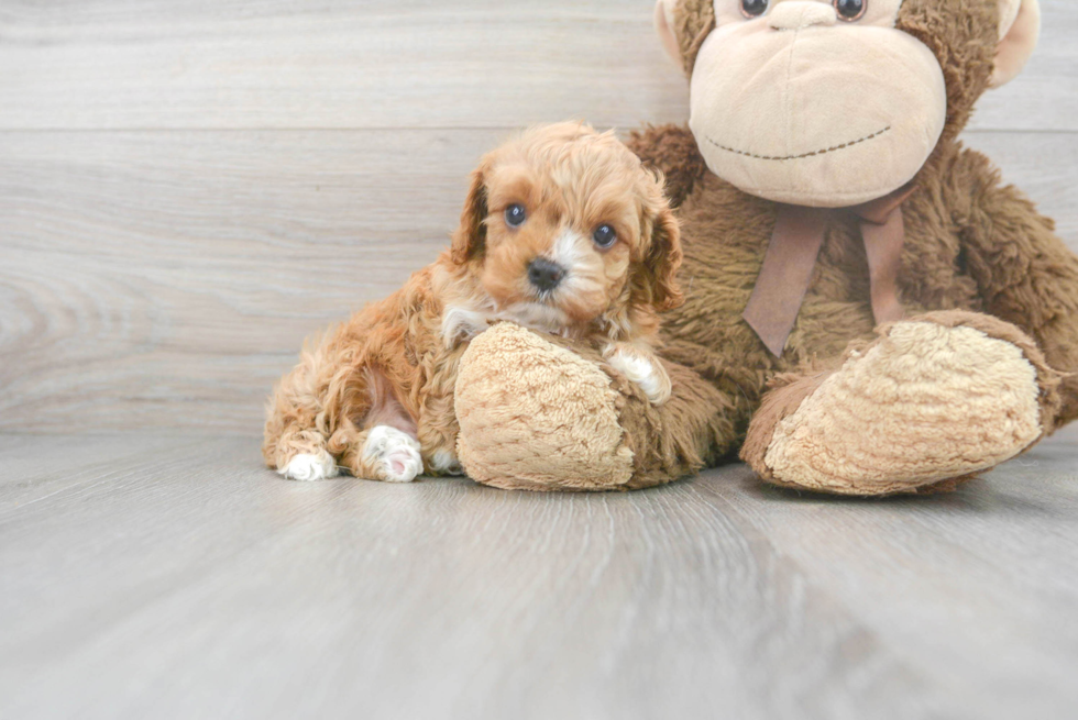 Best Cavapoo Baby