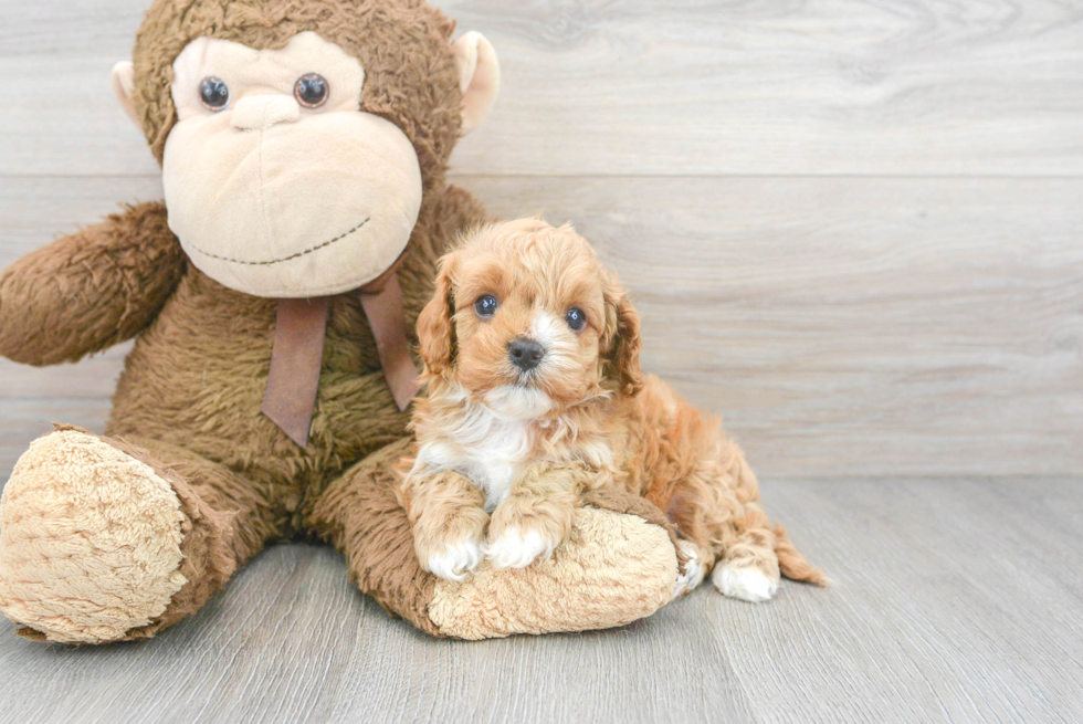 Sweet Cavapoo Baby