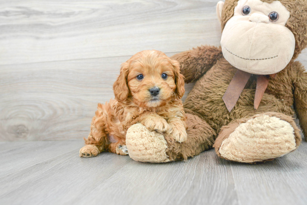 Fluffy Cavapoo Poodle Mix Pup