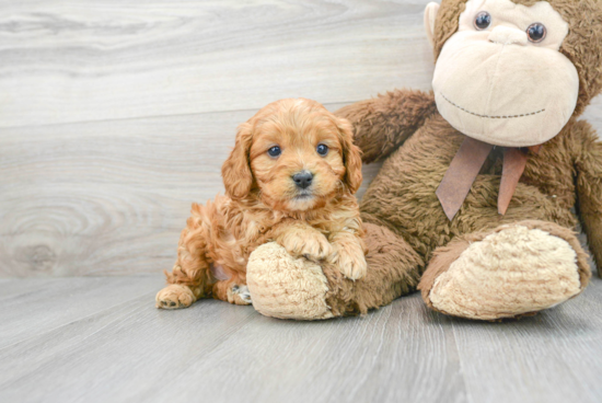 Fluffy Cavapoo Poodle Mix Pup