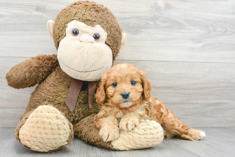 Cavapoo Pup Being Cute