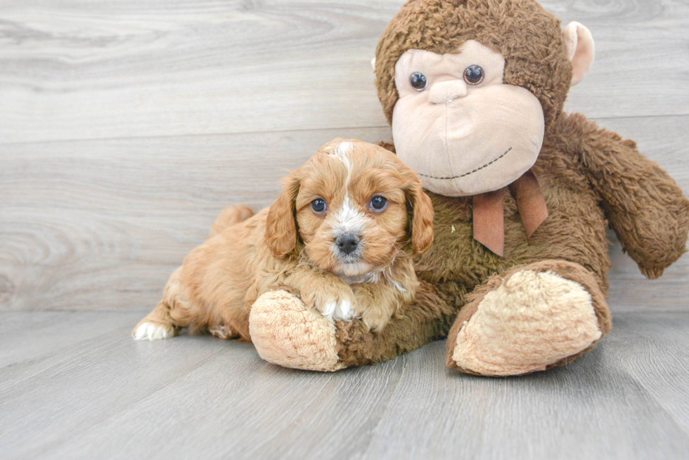 Funny Cavapoo Poodle Mix Pup