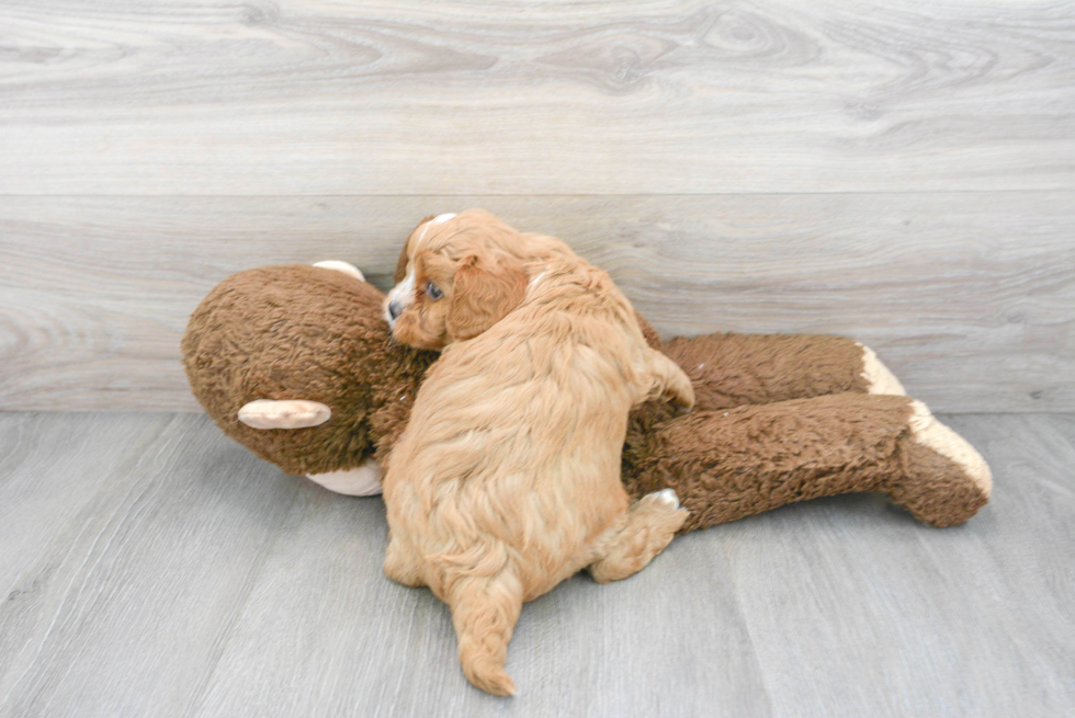 Happy Cavapoo Baby