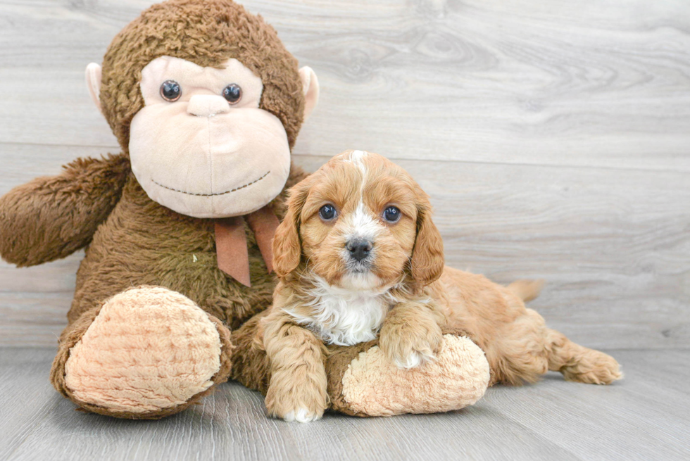 Cavapoo Pup Being Cute