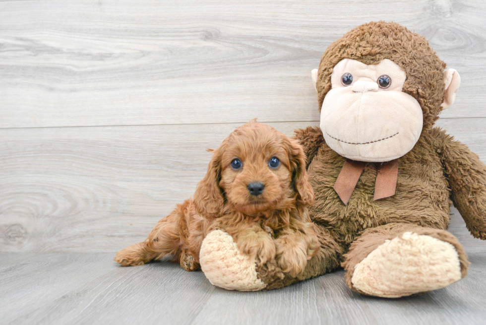 Fluffy Cavapoo Poodle Mix Pup