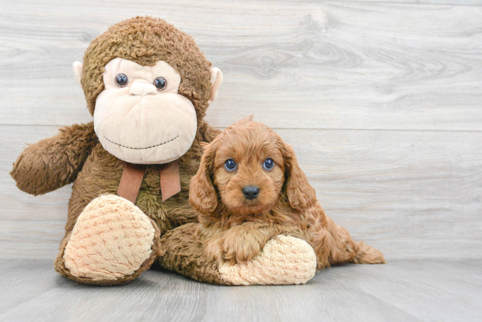 Sweet Cavapoo Baby