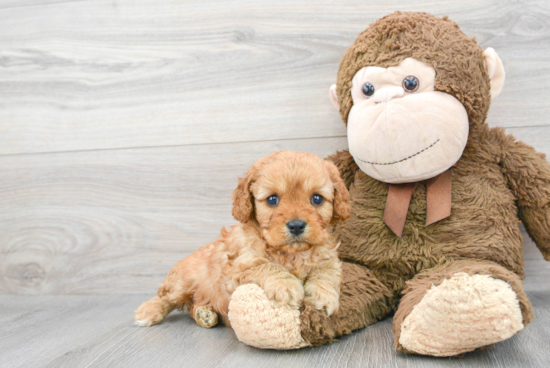 Energetic Cavoodle Poodle Mix Puppy