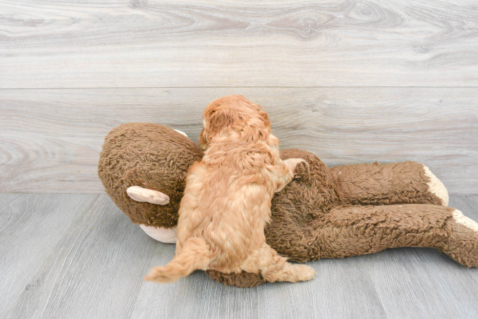 Cavapoo Pup Being Cute