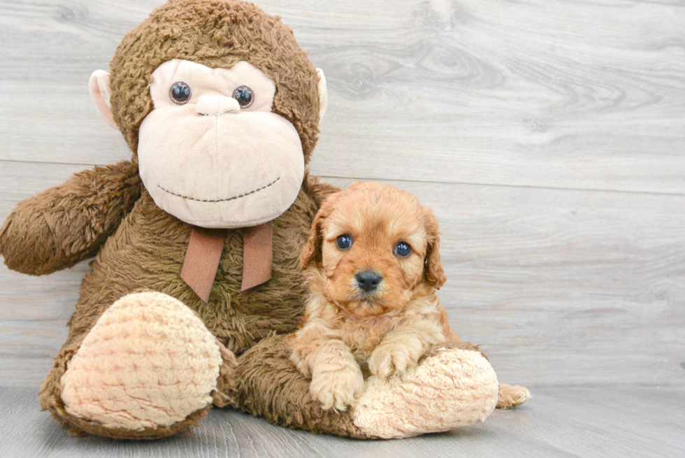 Cavapoo Puppy for Adoption