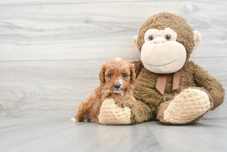 Cavapoo Pup Being Cute