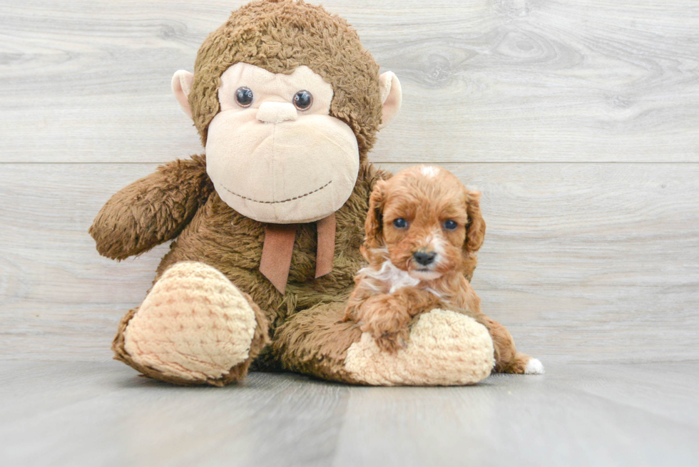 Cute Cavapoo Baby