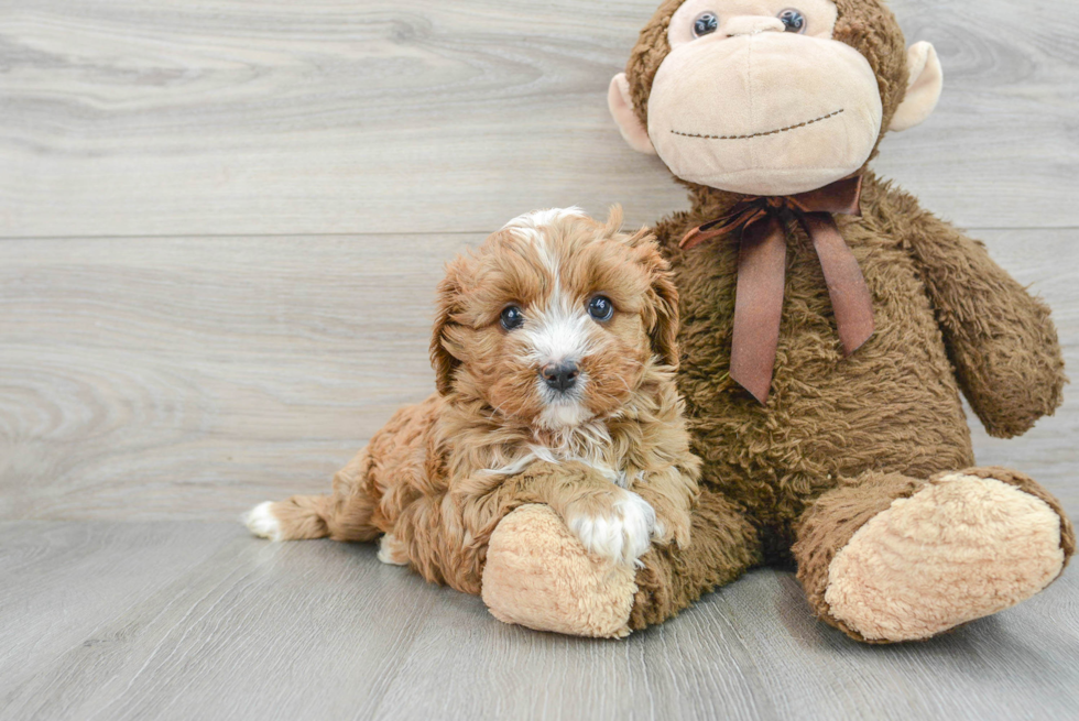 Cavapoo Puppy for Adoption