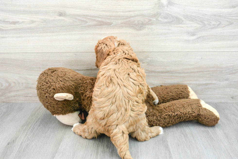 Cavapoo Pup Being Cute