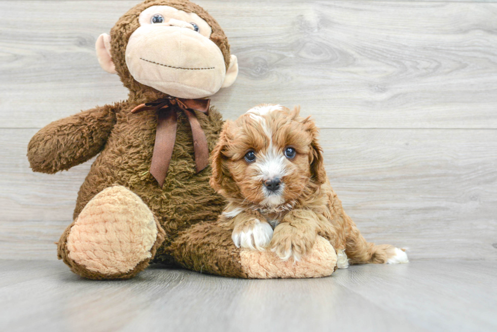 Cavapoo Pup Being Cute