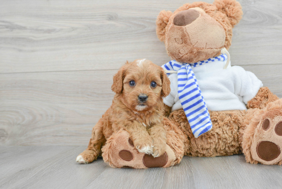 Cavapoo Pup Being Cute