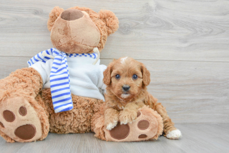 Cavapoo Puppy for Adoption