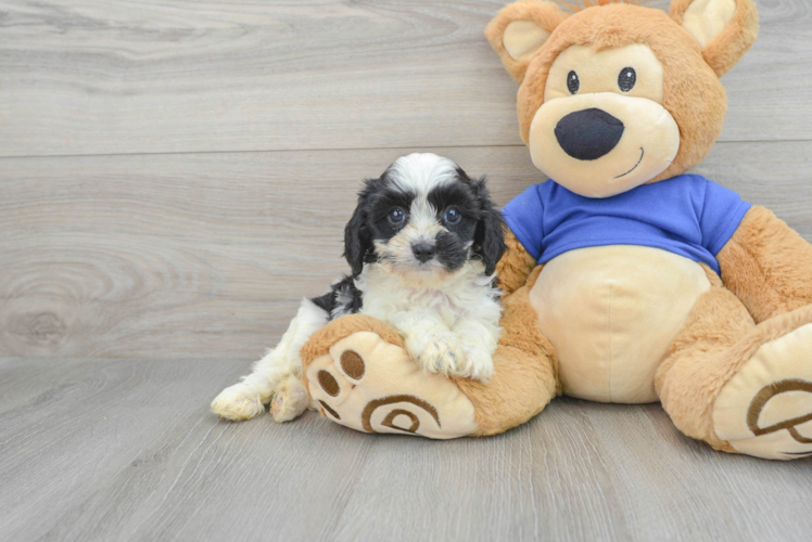 Friendly Cavapoo Baby