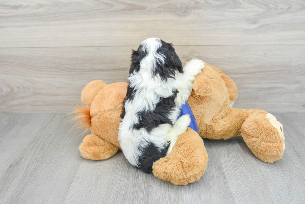 Cavapoo Puppy for Adoption