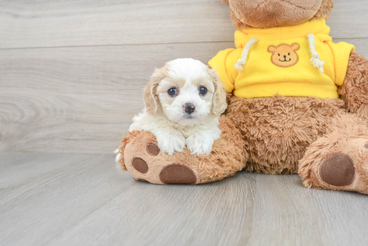 Cavapoo Puppy for Adoption