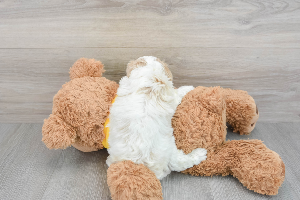 Cavapoo Puppy for Adoption