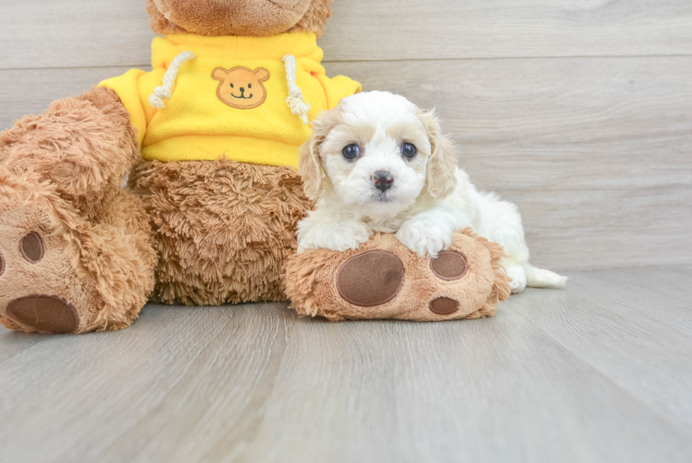 Petite Cavapoo Poodle Mix Pup