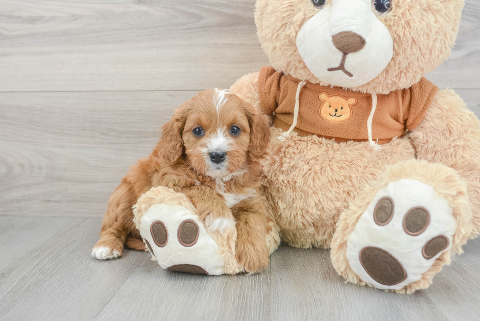 Petite Cavapoo Poodle Mix Pup