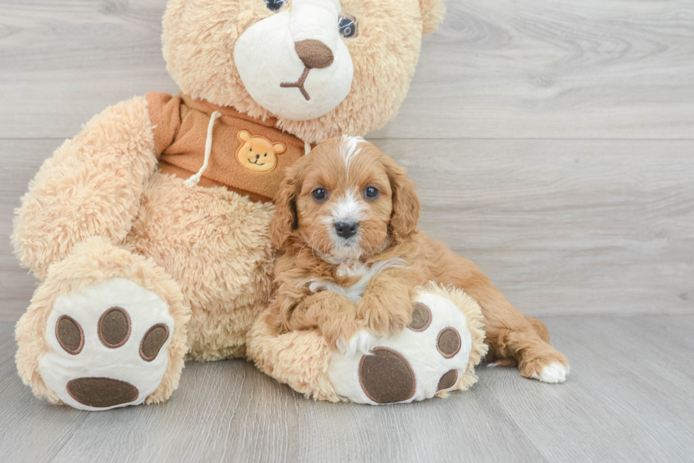 Fluffy Cavapoo Poodle Mix Pup